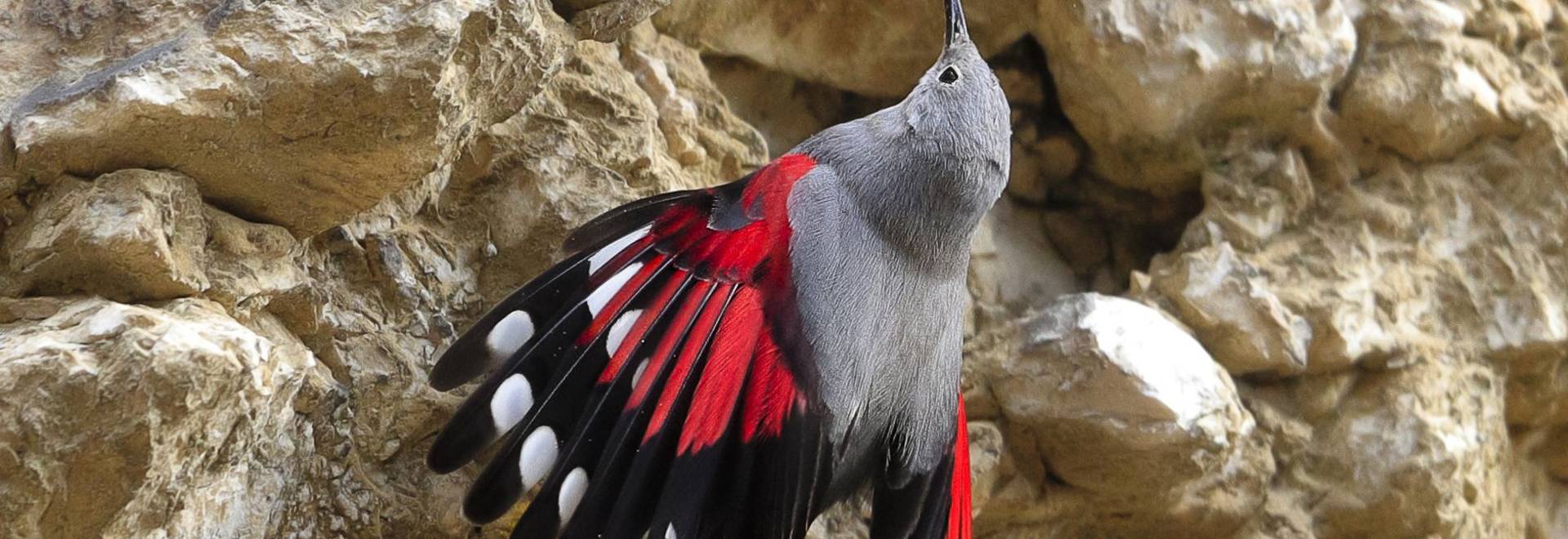 Wallcreeper-shutterstock_716676217.jpg in-viewport