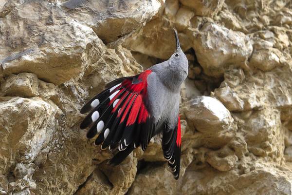 Wallcreeper-shutterstock_716676217.jpg