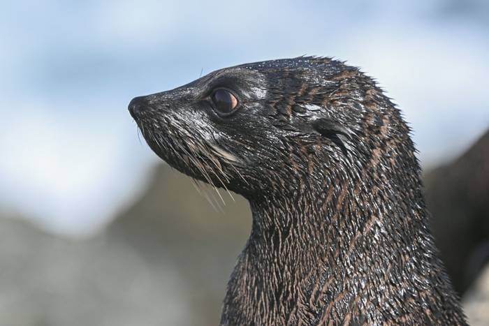 Guadalupe Fur Seal (Tim Melling) .jpg
