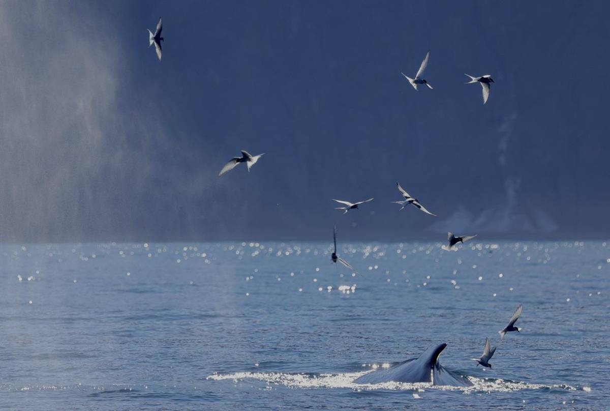 Arctic Terns & Humpback Whale (Dave Jackson)