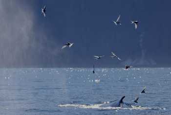 Arctic Terns & Humpback Whale (Dave Jackson)