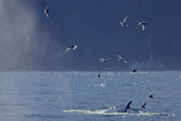 Arctic Terns & Humpback Whale (Dave Jackson)