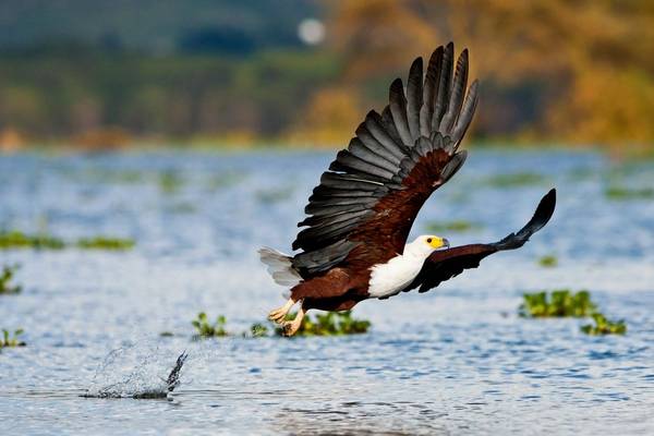 African Fish Eagle shutterstock_117284716