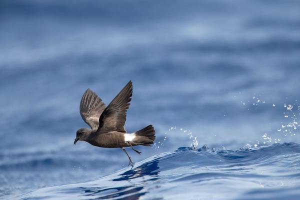 Madeiran Storm Petrel shutterstock_1438690049.jpg