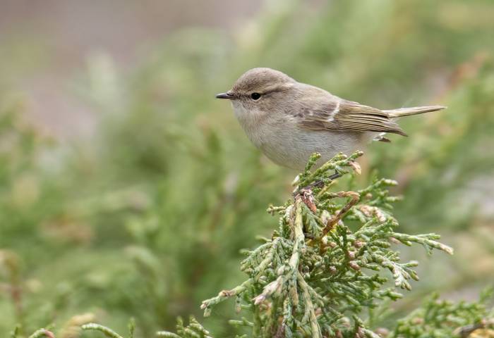Hume's Warbler © Chris Griffin, May 2025