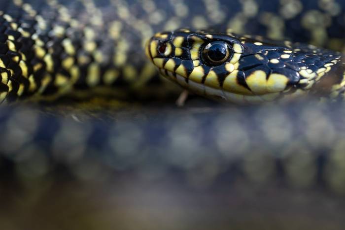 Green Whip Snake (Hierophis viridiflavus) © Simone Giachello