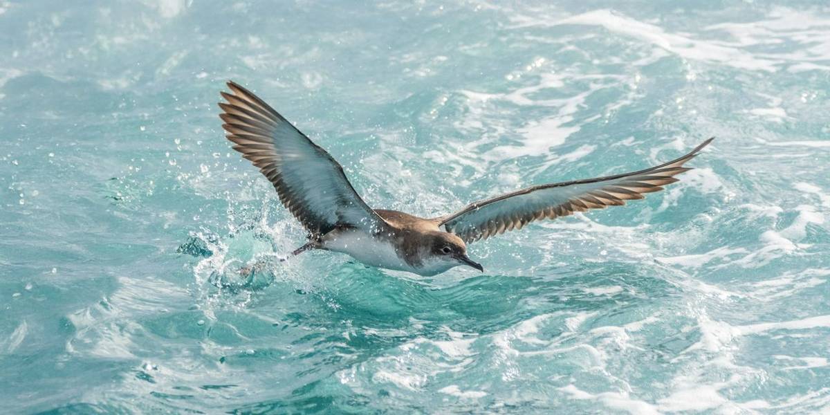Lyme Bay: Record UK numbers of endangered Balearic Shearwaters on Naturetrek Day Trip