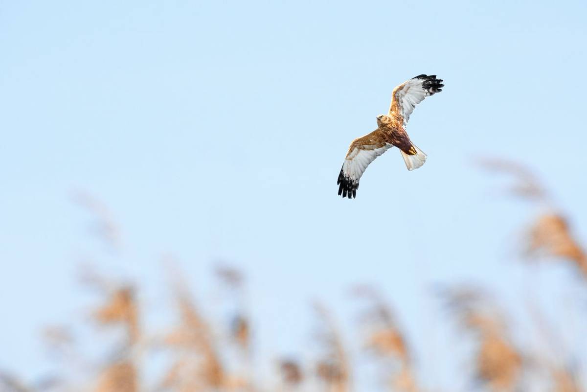 Western marsh harrier (Circus aeruginosus) male large bird of prey, the animal flies over the pond in search of food.