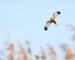 Western marsh harrier (Circus aeruginosus) male large bird of prey, the animal flies over the pond in search of food.