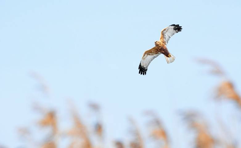 Western marsh harrier (Circus aeruginosus) male large bird of prey, the animal flies over the pond in search of food.