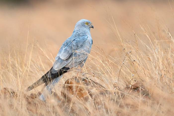 Montagu's Harrier