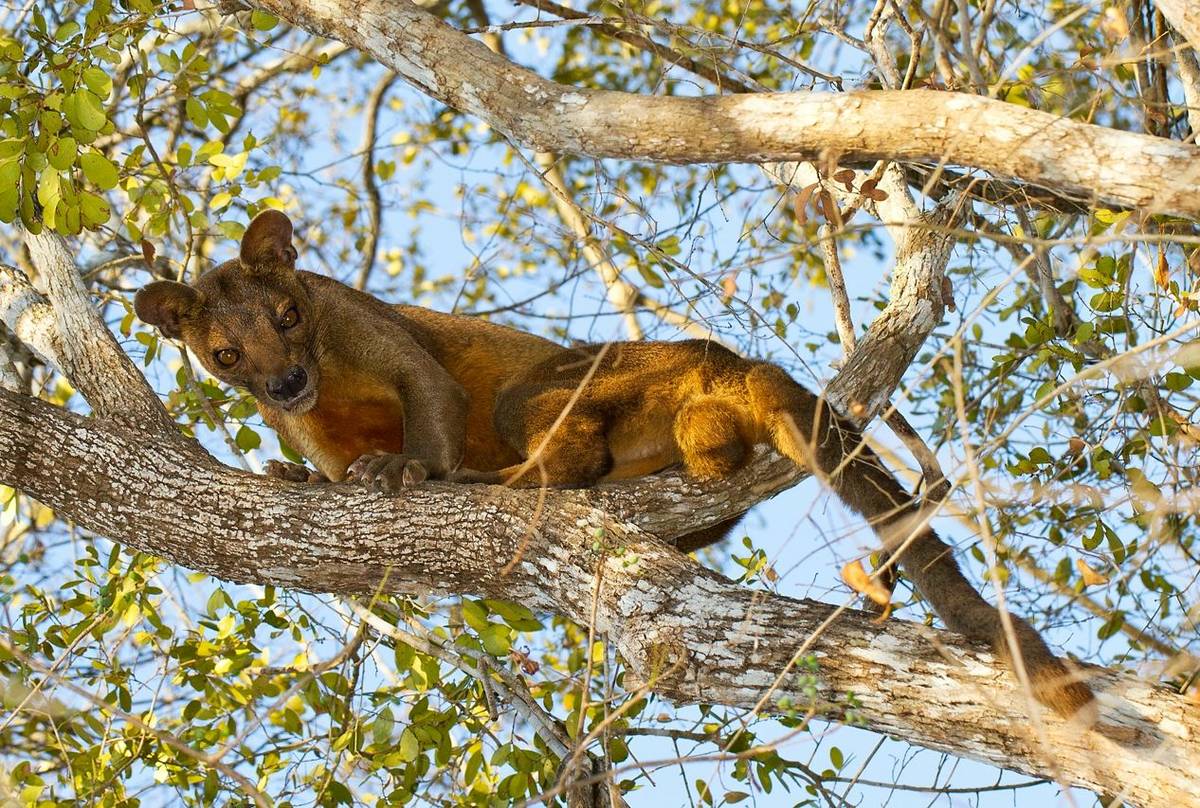 Fosa, Kirindy (Jonas Christiansen)