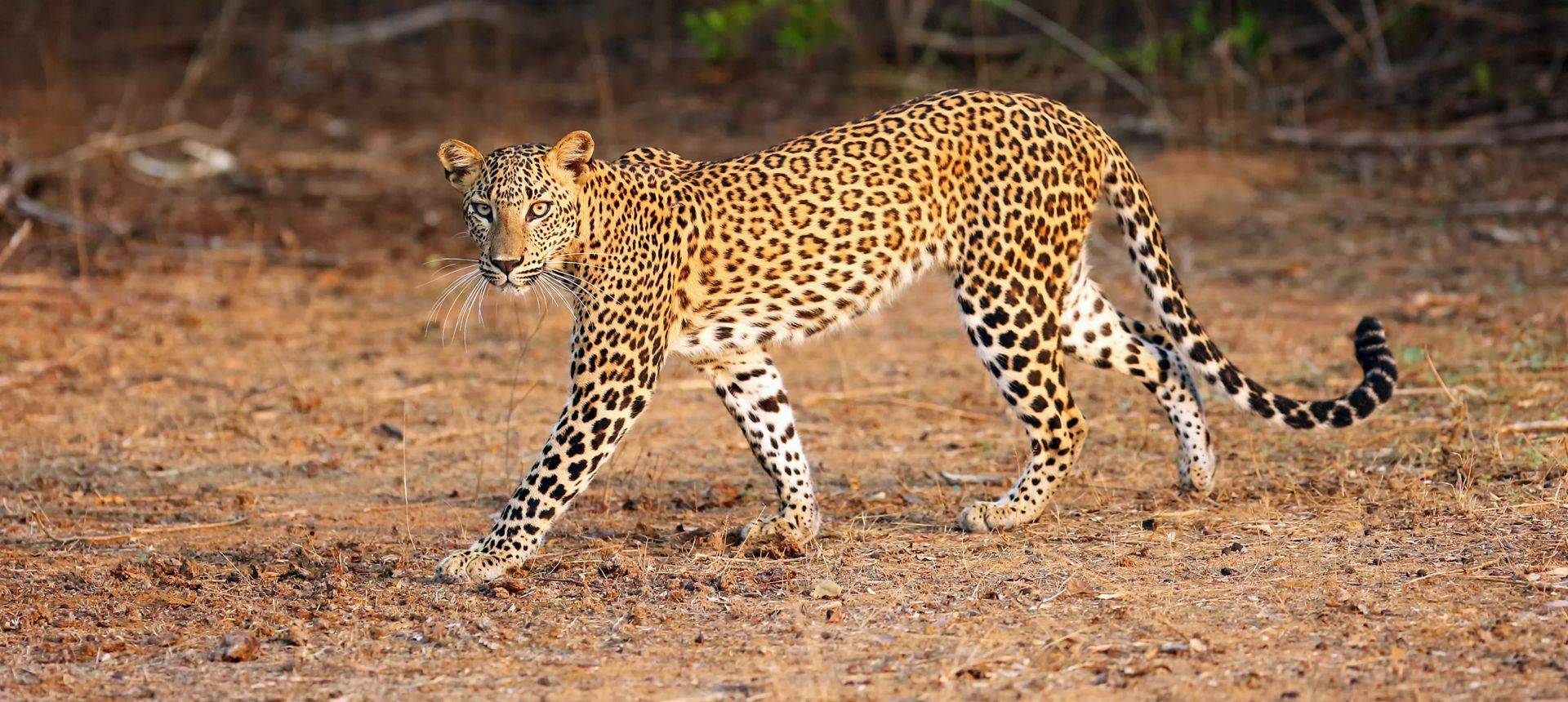 Sri Lanka (Leopard)