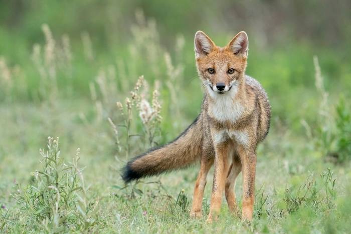 Pampas Fox, Paraguay shutterstock_2133853981.jpg