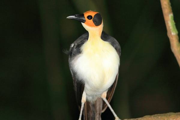 Yellow-headed Picathartes, Ghana