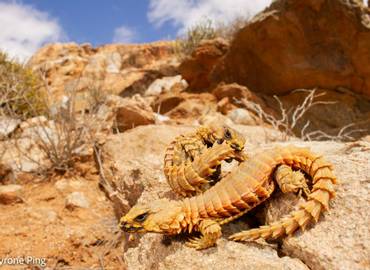 The Reptiles & Amphibians of South Africa's West