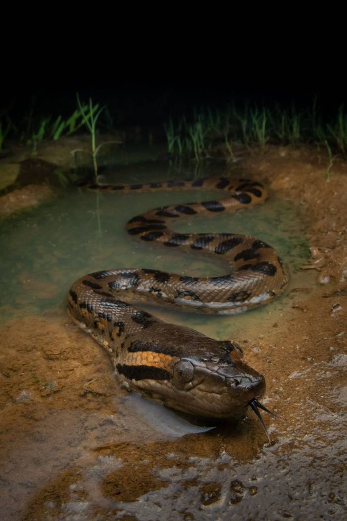 Green Anaconda (Eunectes murinus) © Sandro Perez Veltman