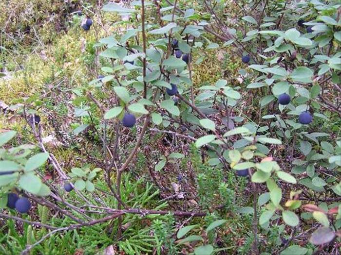 Wild Blueberries! (Thomas Mills)