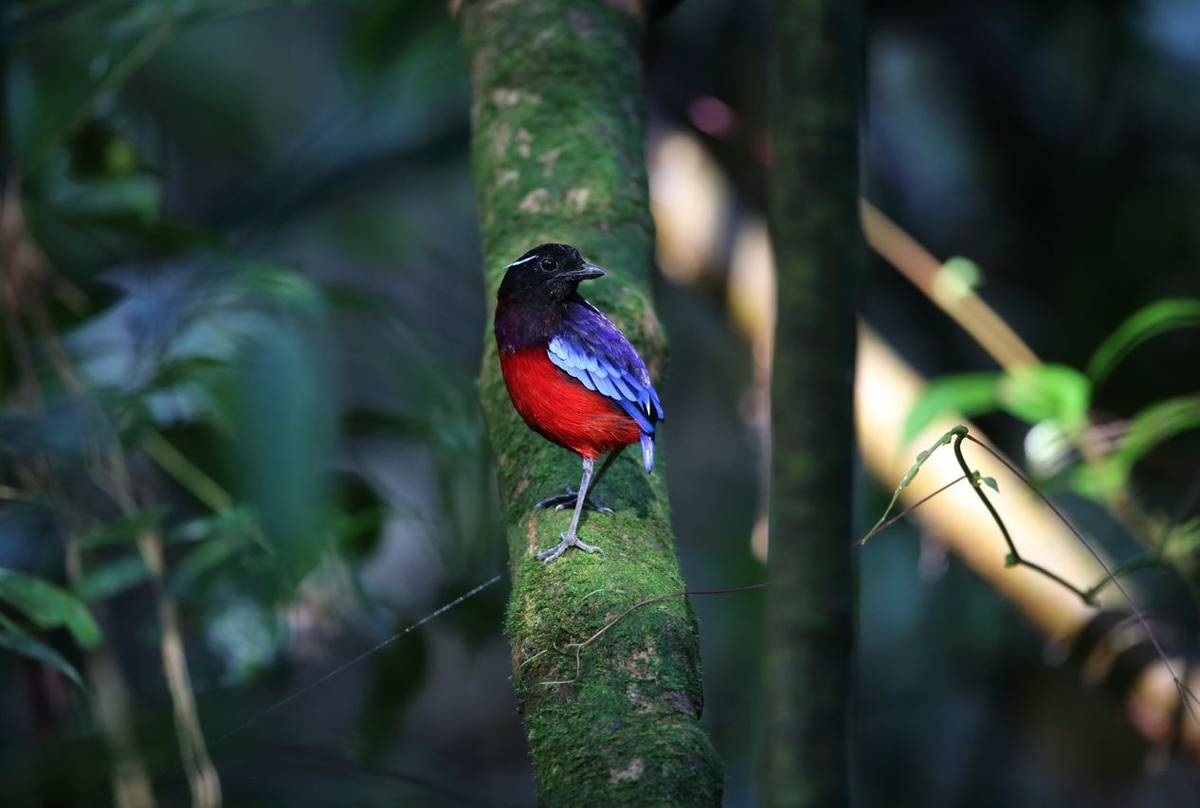 Black Crowned Pitta Shutterstock 610538327