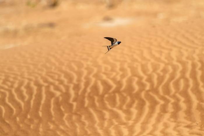 Barn Swallow © Adam Court, March 2026 tour