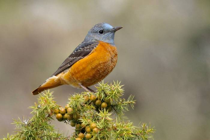 Common Rock Thrush © Dave Jackson, April 2024 tour