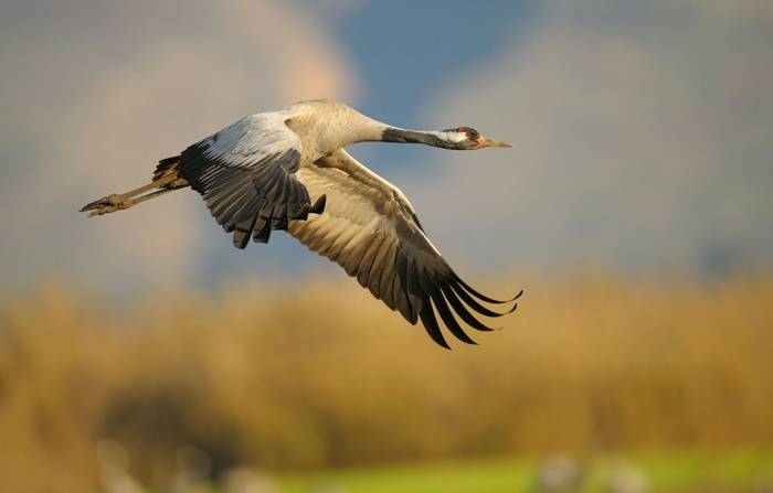 Common Crane shutterstock_156053996.jpg