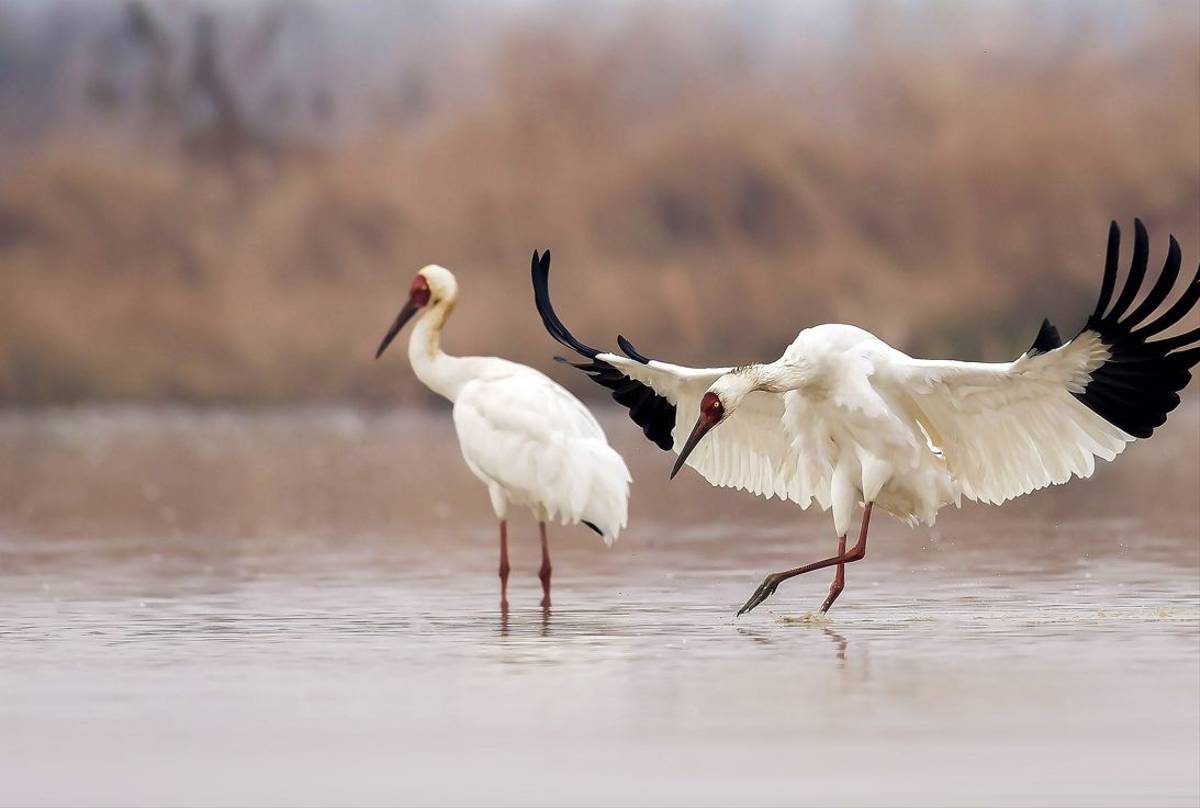 Siberian Crane, South Korea shutterstock_1254837991.jpg