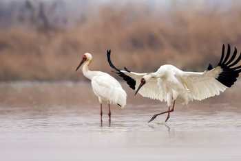 Siberian Crane, South Korea shutterstock_1254837991.jpg