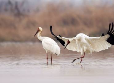 The Birds of South East China in Winter