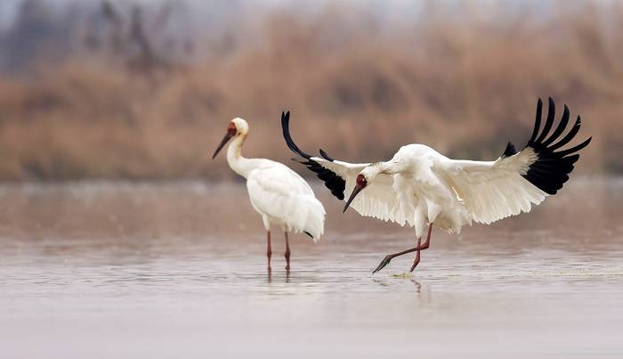 Siberian Crane, South Korea shutterstock_1254837991.jpg