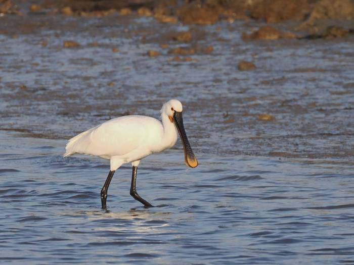 Eurasian Spoonbill (Douglas Kennedy)