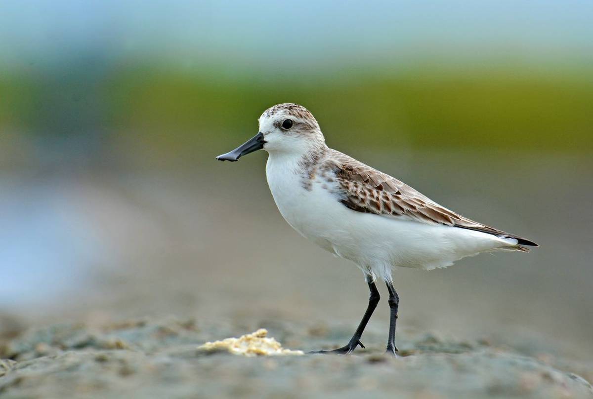 Spoon-billed Sandpiper.jpg