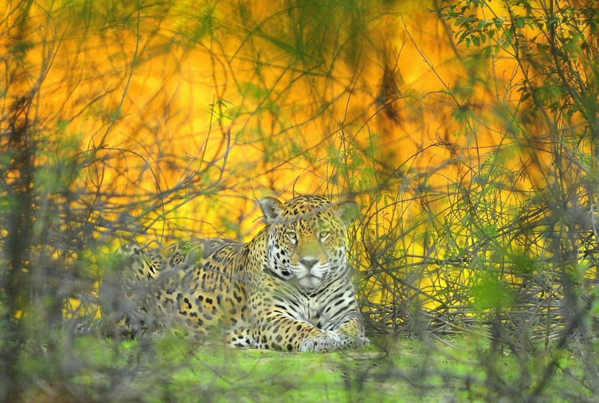 Jaguar