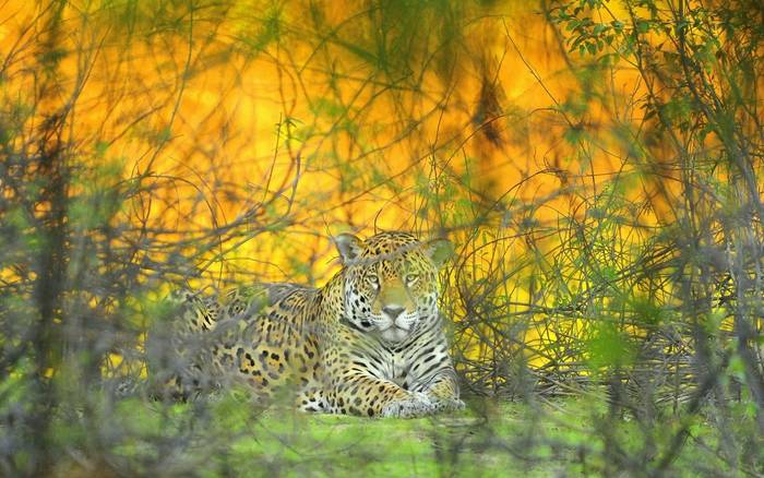 Jaguar