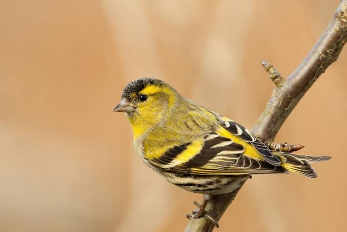 Eurasian Siskin. shutterstock_233806786.jpg