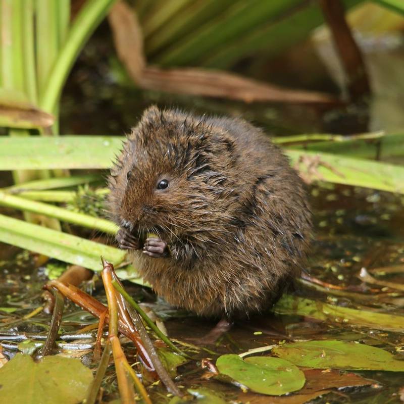 Water Vole