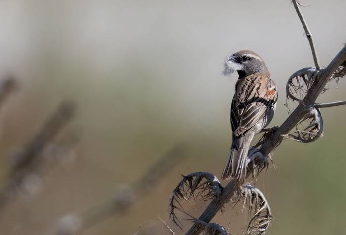 Dead Sea Sparrow © Chris Griffin, May 2025.jpg