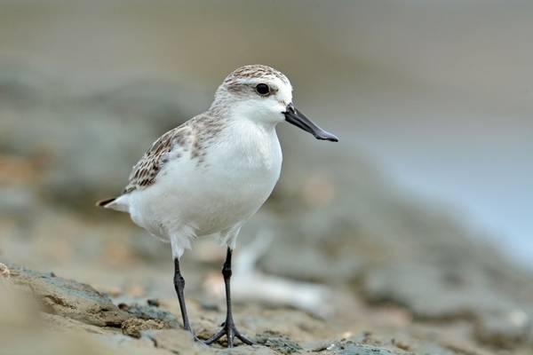 Spoon-billed Sandpiper - Thailand shutterstock_507188209.jpg