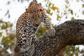 Leopard Sri Lanka shutterstock_513775720.jpg