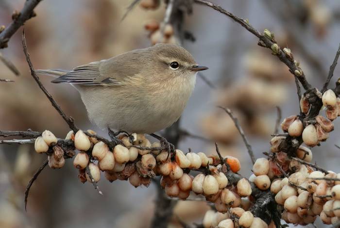 Mountain Chiffchaff © Chris Griffin, April 2025