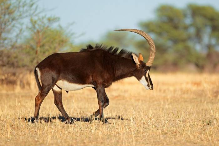 Sable Antelope, South Africa Shutterstock 178257524