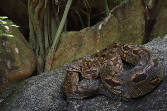 Dumeril's Boa (Acrantophis dumerili) © Bobby and Laura Bok, March 2026