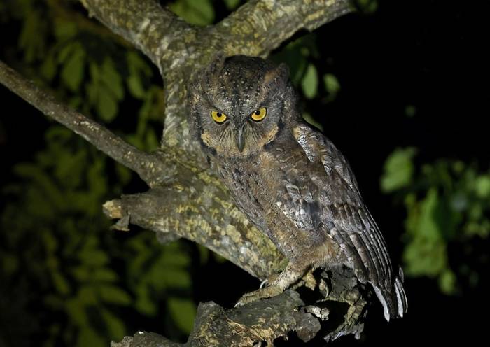 Mantanani Scops-owl (Palawan)