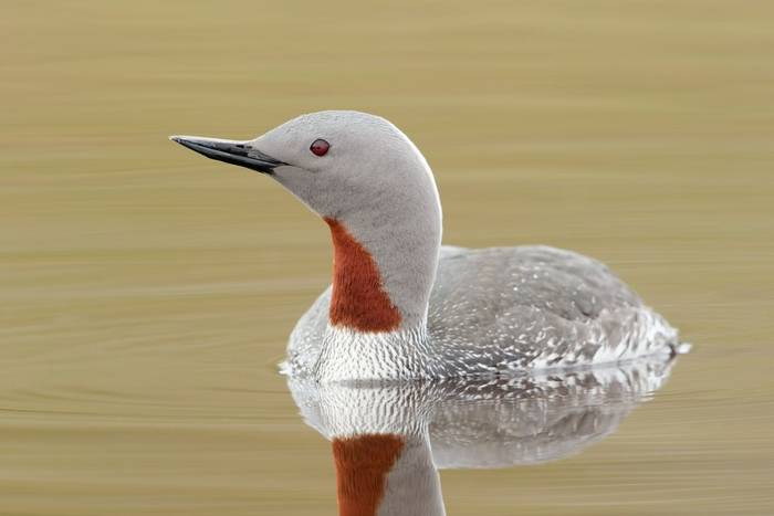 Red-throated diver. shutterstock_116488159.jpg