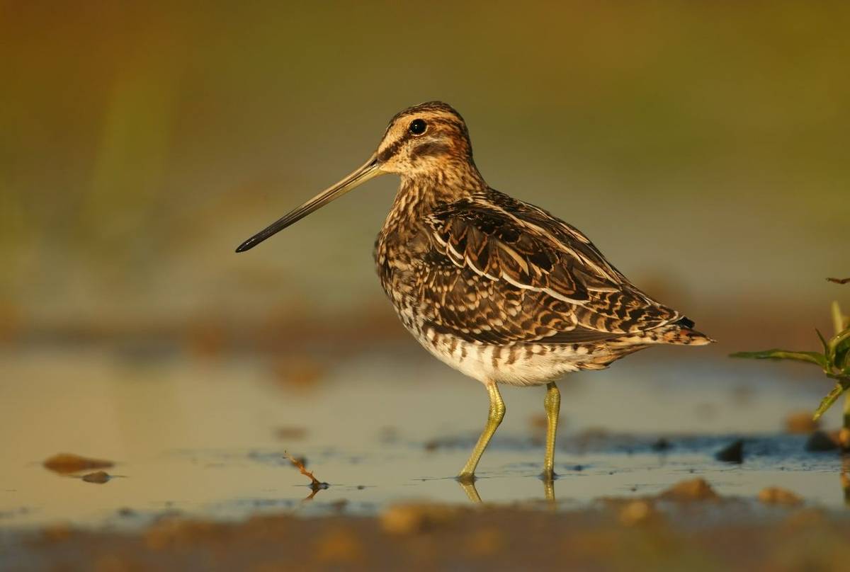 Common Snipe shutterstock_372011185.jpg