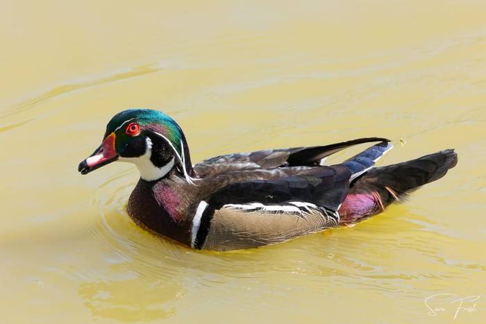 Wood Duck (Sara Frost) (3).jpg