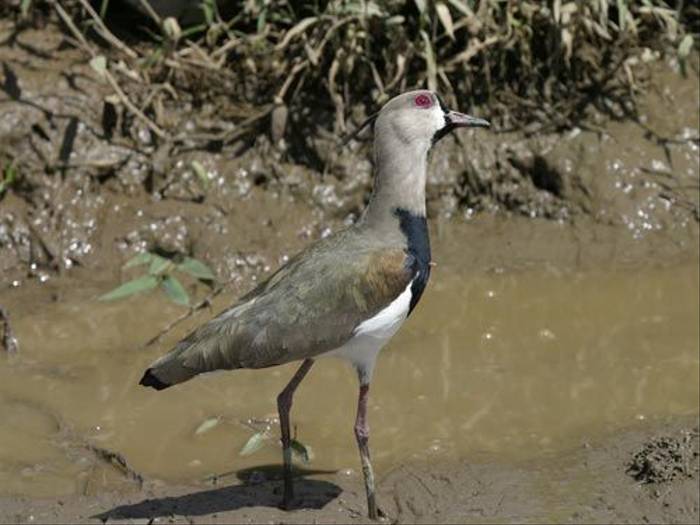 Southern Lapwing (Peter Dunn)