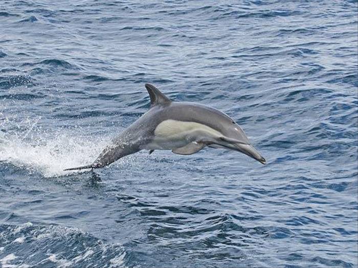 Common Dolphin (Paul Marshall)