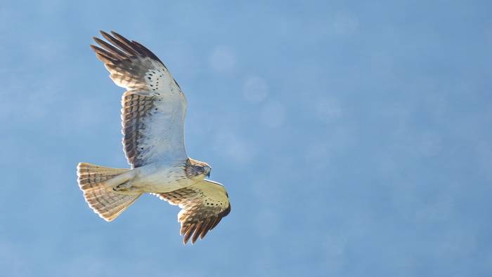 Booted Eagle(1).jpg