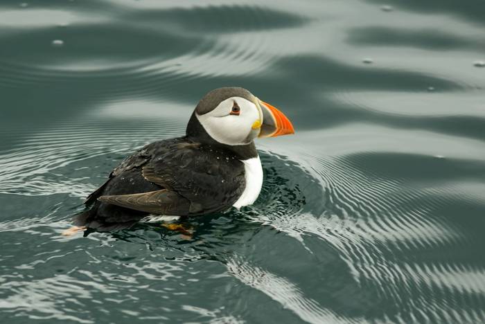 Puffin, UK shutterstock_424835992.jpg